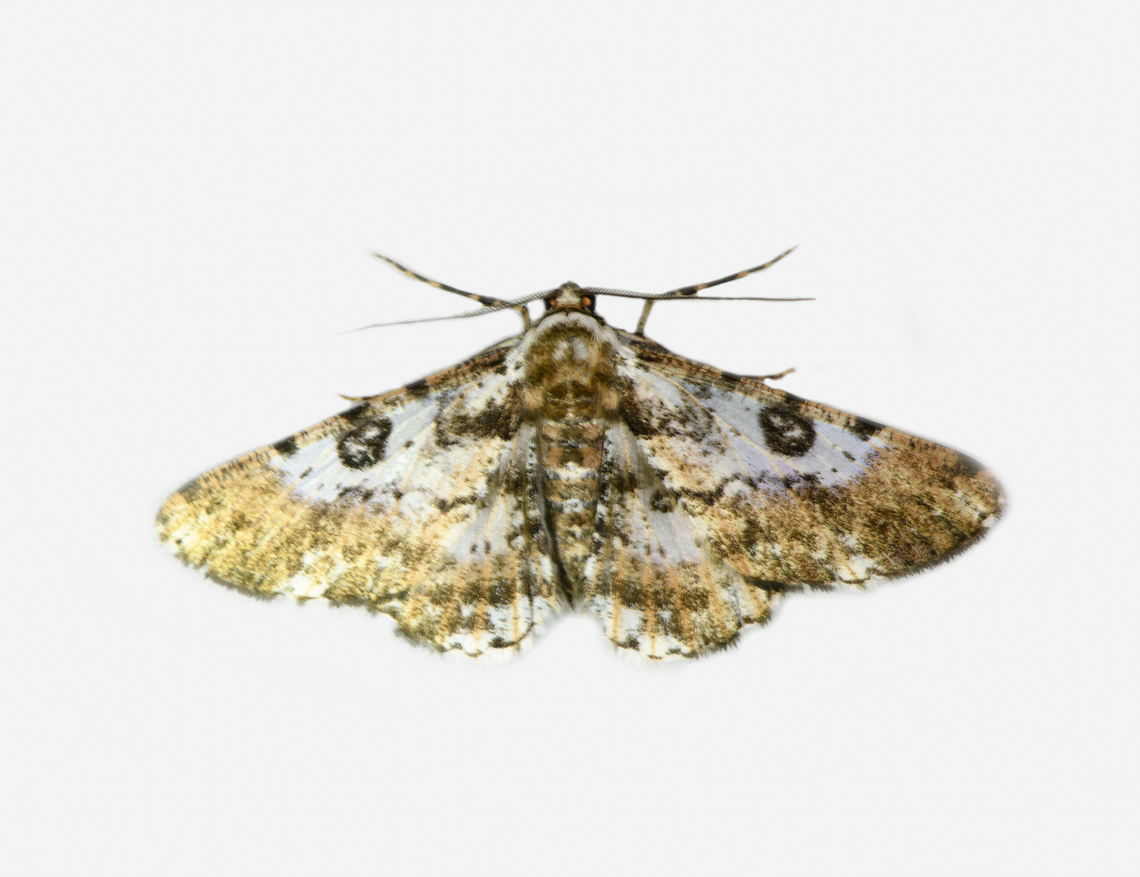 Iridopsis validaria, Los Cedros Reserve, Ecuador  Ecuador,Ecuador 2021,Fall,Geotagged,Iridopsis validaria,Los Cedros Reserve,South America,World