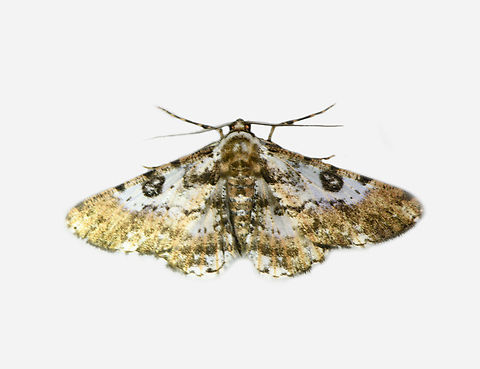 Iridopsis validaria, Los Cedros Reserve, Ecuador  Ecuador,Ecuador 2021,Fall,Geotagged,Iridopsis validaria,Los Cedros Reserve,South America,World