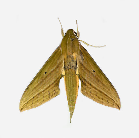 Xylophanes crotonis, Los Cedros Reserve, Ecuador  Ecuador,Ecuador 2021,Fall,Geotagged,Los Cedros Reserve,South America,World,Xylophanes crotonis