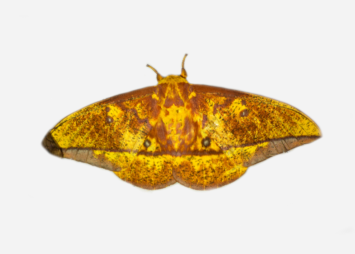 Eacles tyrannus, Los Cedros Reserve, Ecuador  Eacles tyrannus,Ecuador,Ecuador 2021,Fall,Geotagged,Los Cedros Reserve,South America,World