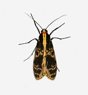 Eucereon conspicuum, Los Cedros Reserve, Ecuador  Ecuador,Ecuador 2021,Eucereon conspicuum,Fall,Geotagged,Los Cedros Reserve,South America,World