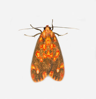 Melese flavimaculata