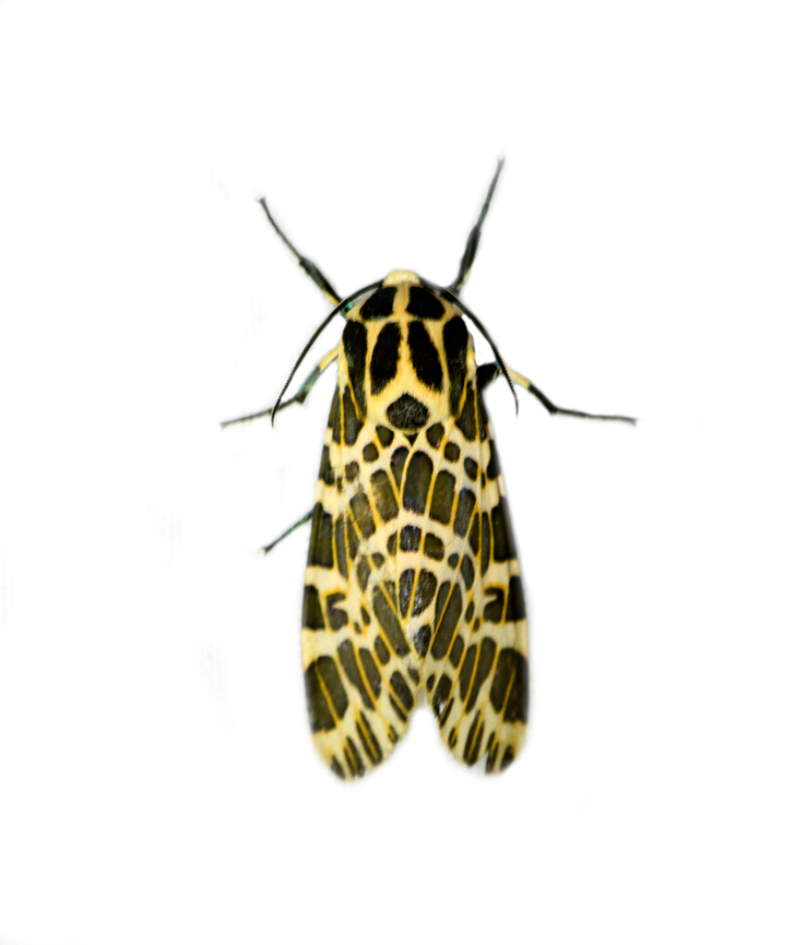 Hypercompe theophila, Los Cedros Reserve, Ecuador  Ecuador,Ecuador 2021,Fall,Geotagged,Hypercompe theophila,Los Cedros Reserve,South America,World