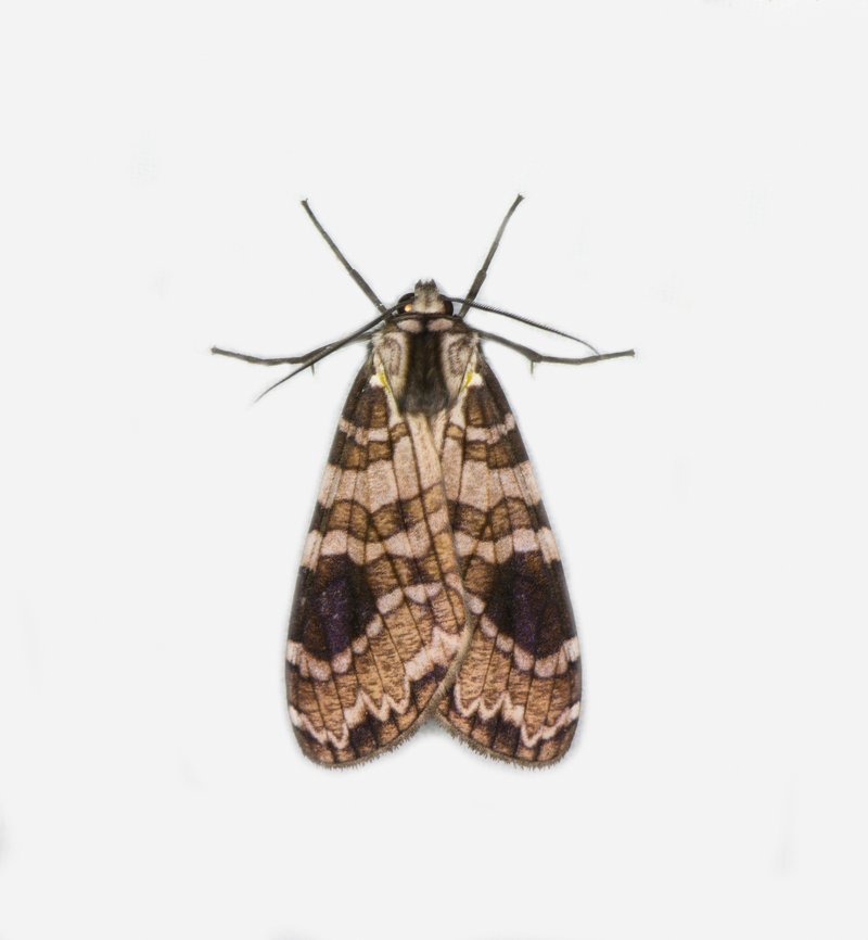 Elysius melanoplaga, Los Cedros Reserve, Ecuador  Ecuador,Ecuador 2021,Elysius melanoplaga,Fall,Geotagged,Los Cedros Reserve,South America,World