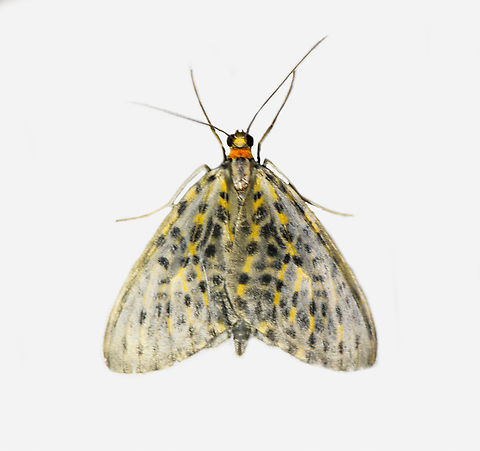 Graphidipus fulvicostaria, Los Cedros Reserve, Ecuador  Ecuador,Ecuador 2021,Fall,Geotagged,Graphidipus fulvicostaria,Los Cedros Reserve,South America,World