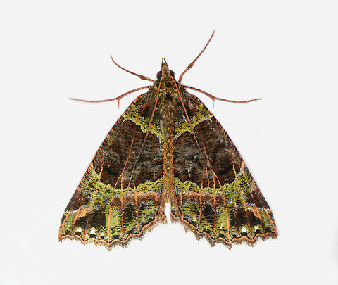 Carpet moth, Los Cedros Reserve, Ecuador  Ecuador,Ecuador 2021,Fall,Geotagged,Los Cedros Reserve,South America,World