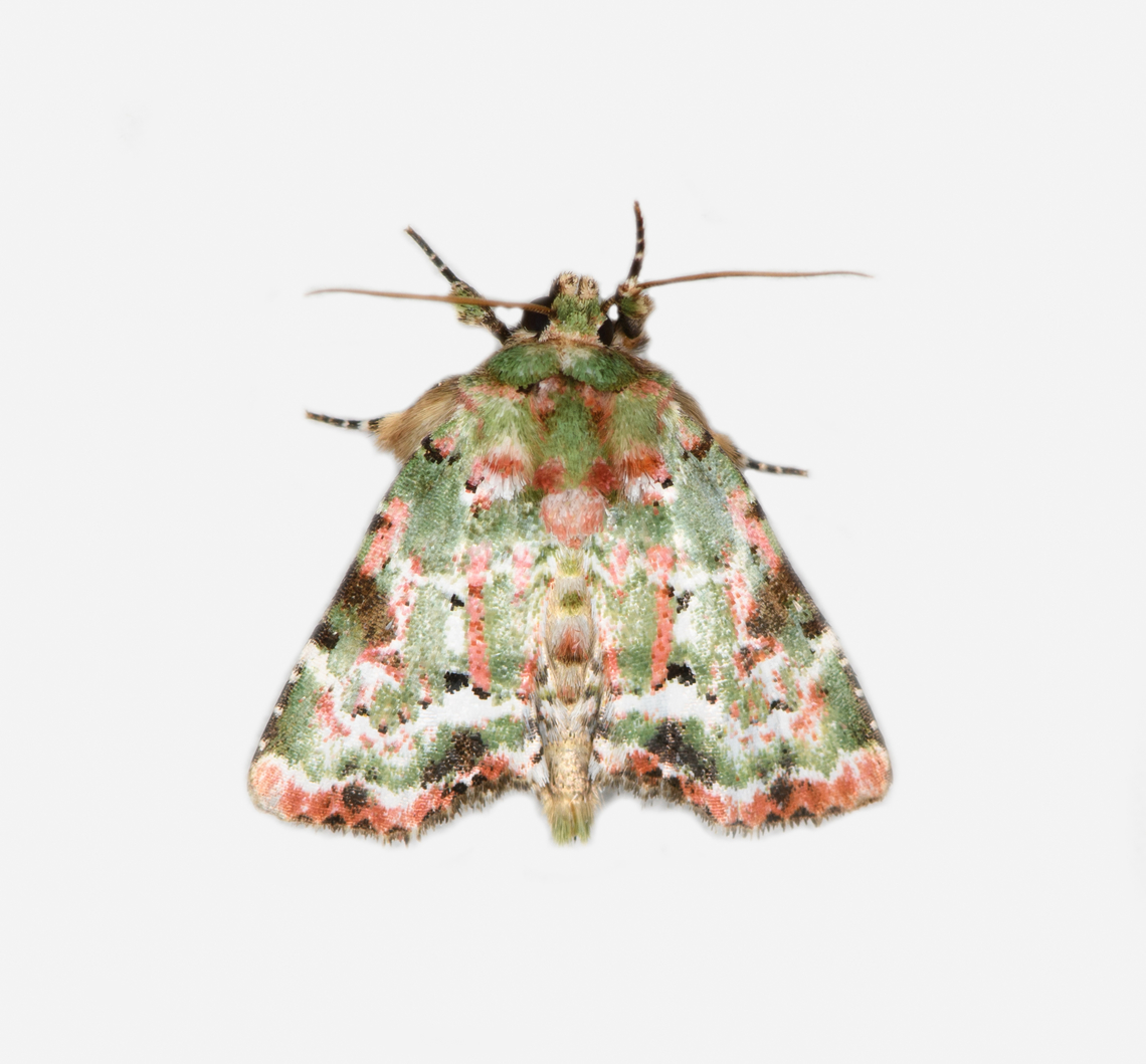 Chytonix splendens, Los Cedros Reserve, Ecuador  Chytonix splendens,Ecuador,Ecuador 2021,Fall,Geotagged,Los Cedros Reserve,South America,World