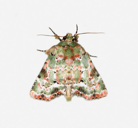 Chytonix splendens, Los Cedros Reserve, Ecuador  Chytonix splendens,Ecuador,Ecuador 2021,Fall,Geotagged,Los Cedros Reserve,South America,World