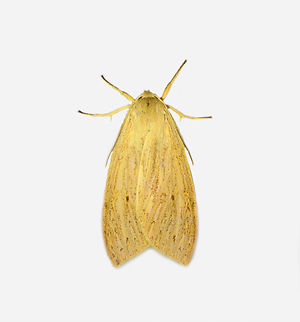 Leucanopsis aurantiaca, Los Cedros Reserve, Ecuador  Ecuador,Ecuador 2021,Fall,Geotagged,Leucanopsis aurantiaca,Los Cedros Reserve,South America,World