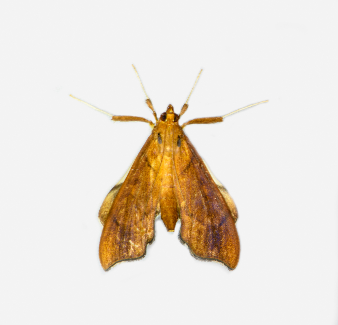 Anarmodia nebulosalis, Los Cedros Reserve, Ecuador  Anarmodia nebulosalis,Ecuador,Ecuador 2021,Fall,Geotagged,Los Cedros Reserve,South America,World