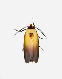 Halysidota roseofasciata, Los Cedros Reserve, Ecuador  Ecuador,Ecuador 2021,Fall,Geotagged,Halysidota roseofasciata,Los Cedros Reserve,South America,World