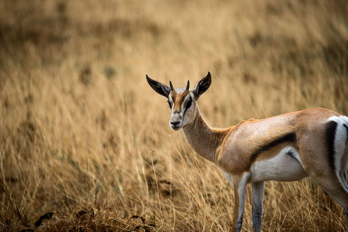 Grants Gazelle on the Ngorongoro crater floor  Africa,Geotagged,Grants Gazelle,Nanger granti,Ngorongoro,Ngorongoro Crater,Serengeti area,Tanzania