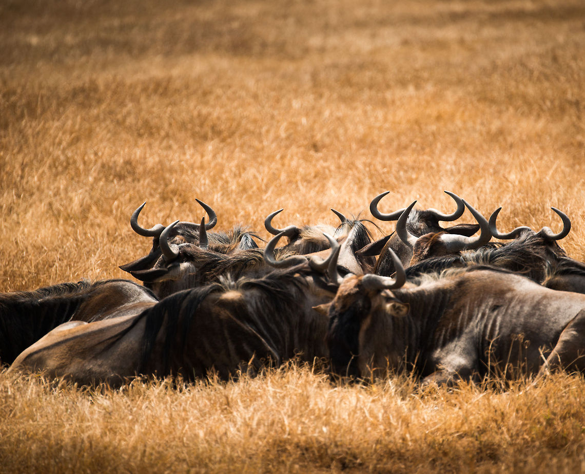 Game of thrones Wildebeests gather in a circle laying down on the Ngorongoro crater floor. Africa,Blue wildebeest,Connochaetes taurinus,Geotagged,Ngorongoro,Ngorongoro Crater,Serengeti area,Tanzania