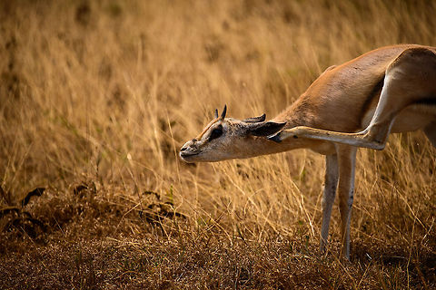 Did you hear that? A young Thomson's gazelle on the Ngorongoro crater floor.  Africa,Eudorcas thomsonii,Ngorongoro,Ngorongoro Crater,Serengeti area,Tanzania,Thomsons gazelle