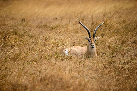 Male Thomsons Gazelle laying on grass of Ngorongoro crater floor Large horns kind of suck on a flat crater floor where big cats reside. Africa,Eudorcas thomsonii,Geotagged,Ngorongoro,Ngorongoro Crater,Serengeti area,Tanzania,Thomsons gazelle