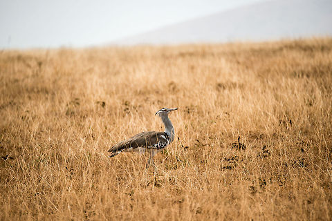 Kori Bustard on Ngorongoro crater floor Until this day, I had never heard of this bird before. Africa,Ardeotis kori,Geotagged,Kori Bustard,Ngorongoro,Ngorongoro Crater,Serengeti area,Tanzania