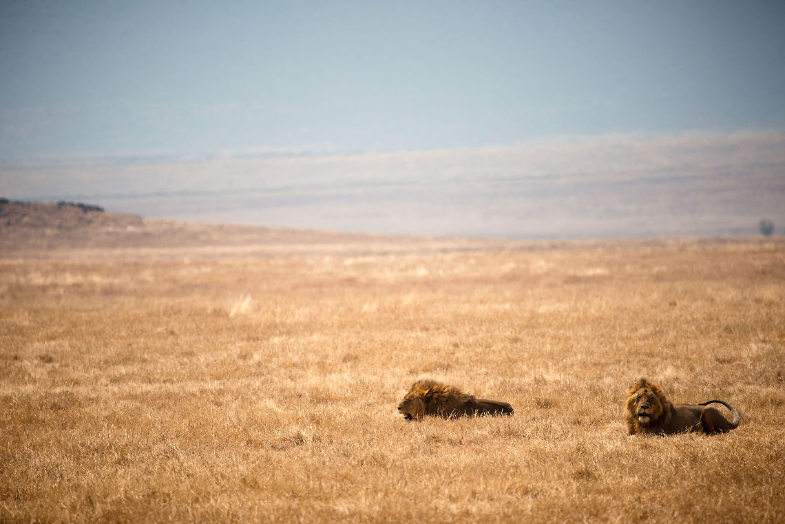 The Kings of Ngorongoro crater Two young male Lions, possibly brothers, resting on the Ngorongoro crater floor. You&#039;d think a confined habitat like the crater floor is a feast for the animal on top of the food chain, but the flat landscape makes a challenging hunt. Not only that, there&#039;s always Hyenas around to steal their kills. Africa,Geotagged,Lion,Ngorongoro,Ngorongoro Crater,Panthera leo,Serengeti area,Tanzania