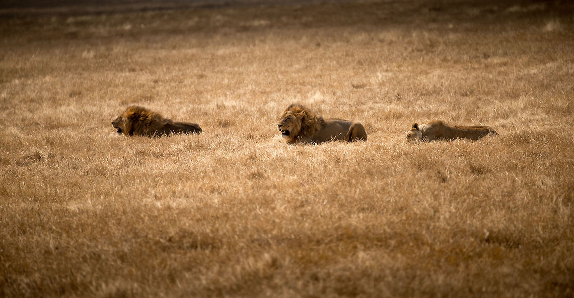 Kings and queen of Ngorongoro crater Two male lions and a lioness on the floor of the Ngorongoro crater. Likely these gents are brothers. In fact, when in mating mode, brothers may even share a lioness. I guess it's all about the bloodline. Africa,Geotagged,Lion,Ngorongoro,Ngorongoro Crater,Panthera leo,Serengeti area,Tanzania