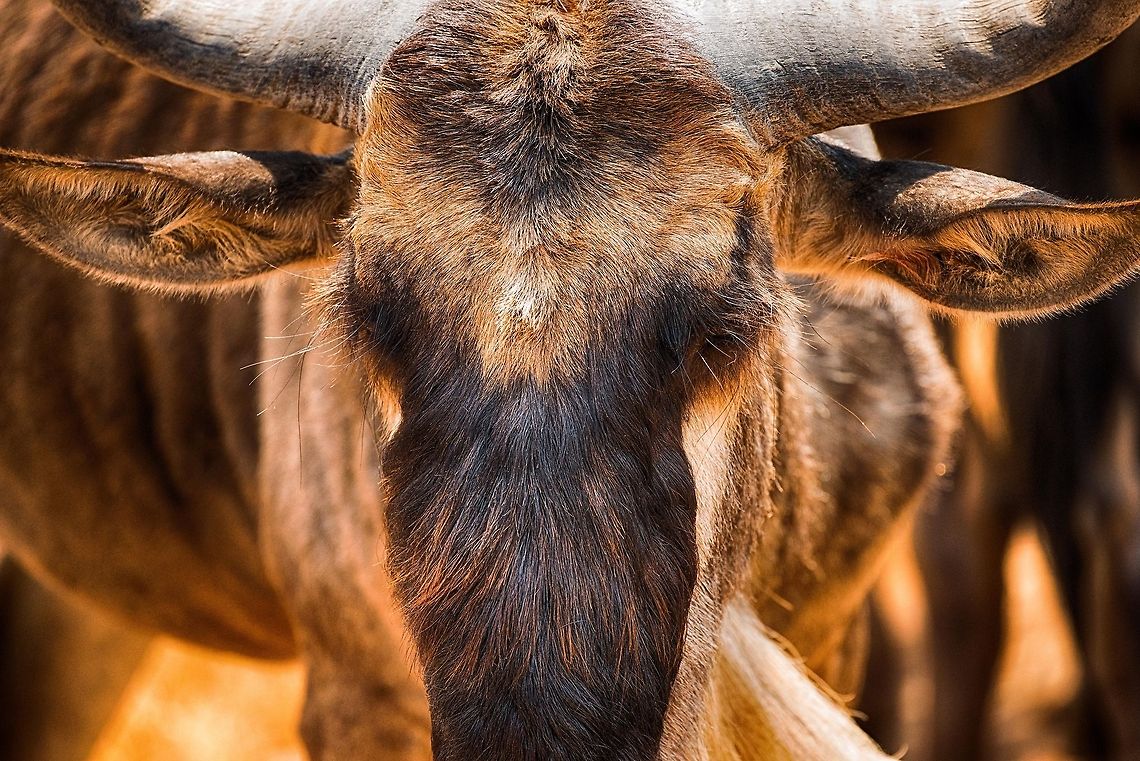 Head detail of Wildebeest at Ngorongoro crater floor  Africa,Blue wildebeest,Connochaetes taurinus,Ngorongoro,Ngorongoro Crater,Serengeti area,Tanzania