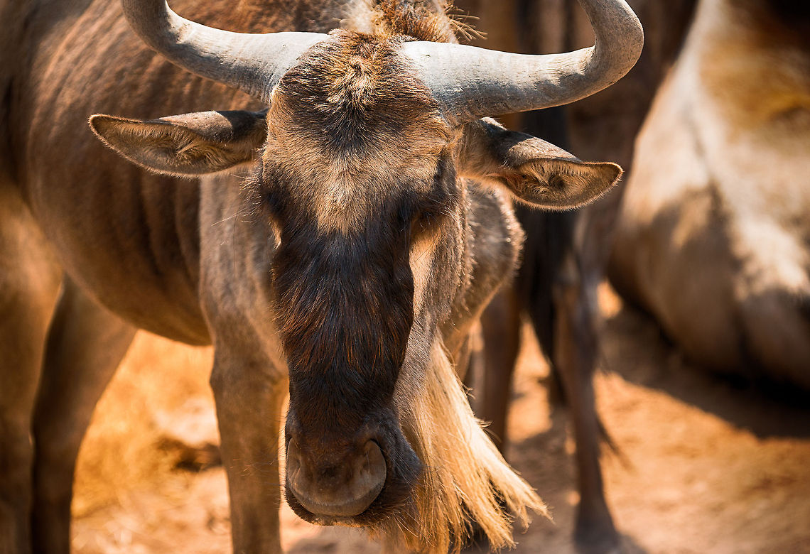 Wildebeest closeup at Ngorongoro crater This Wildebeest kept staring at me whilst chewing. Each time I snapped a photo, he would stop chewing for one second, and then carry on. Africa,Blue wildebeest,Connochaetes taurinus,Ngorongoro,Ngorongoro Crater,Serengeti area,Tanzania