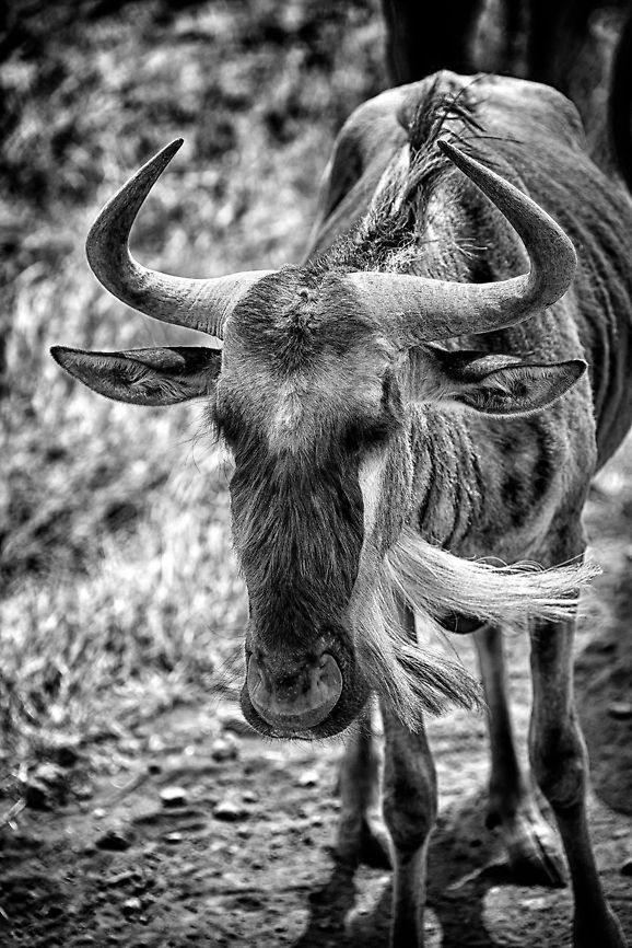 Wildebeest B/W at Ngorongoro crater floor  Africa,Blue wildebeest,Connochaetes taurinus,Ngorongoro,Ngorongoro Crater,Serengeti area,Tanzania