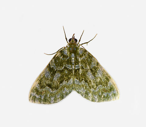 Carpet moth, Hammaptera, Los Cedros Reserve, Ecuador  Ecuador,Ecuador 2021,Fall,Geotagged,Los Cedros Reserve,South America,World
