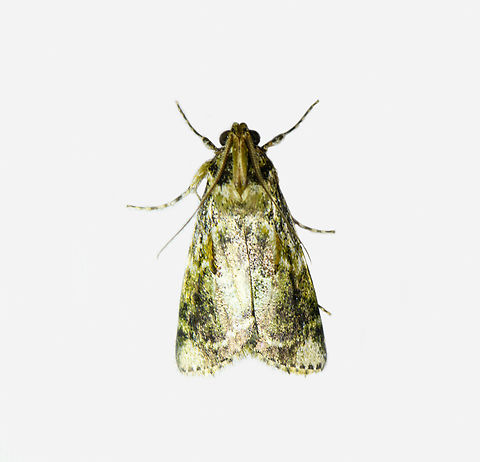 Mossy moth, Eustrotiinae, Los Cedros Reserve, Ecuador  Ecuador,Ecuador 2021,Fall,Geotagged,Los Cedros Reserve,South America,World