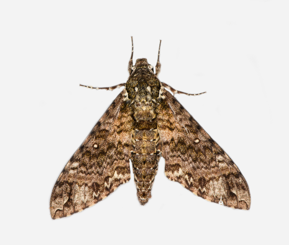 Manduca sp., Los Cedros Reserve, Ecuador Looks very similar but slightly different to this other observation:<br />
<figure class="photo"><a href="https://www.jungledragon.com/image/133704/manduca_schausi_los_cedros_reserve_ecuador.html" title="Manduca schausi, Los Cedros Reserve, Ecuador"><img src="https://s3.amazonaws.com/media.jungledragon.com/images/2/133704_thumb.jpg?AWSAccessKeyId=05GMT0V3GWVNE7GGM1R2&Expires=1769040010&Signature=VlNMUp6NLzwVU4T9JbwpnpZNfQk%3D" width="152" height="152" alt="Manduca schausi, Los Cedros Reserve, Ecuador  Ecuador,Ecuador 2021,Fall,Geotagged,Los Cedros Reserve,Manduca schausi,South America,World" /></a></figure><br />
It might be the same species, but alternatively it might be Manduca neglecta. These two species are incredibly hard to tell apart. Ecuador,Ecuador 2021,Fall,Geotagged,Los Cedros Reserve,South America,World