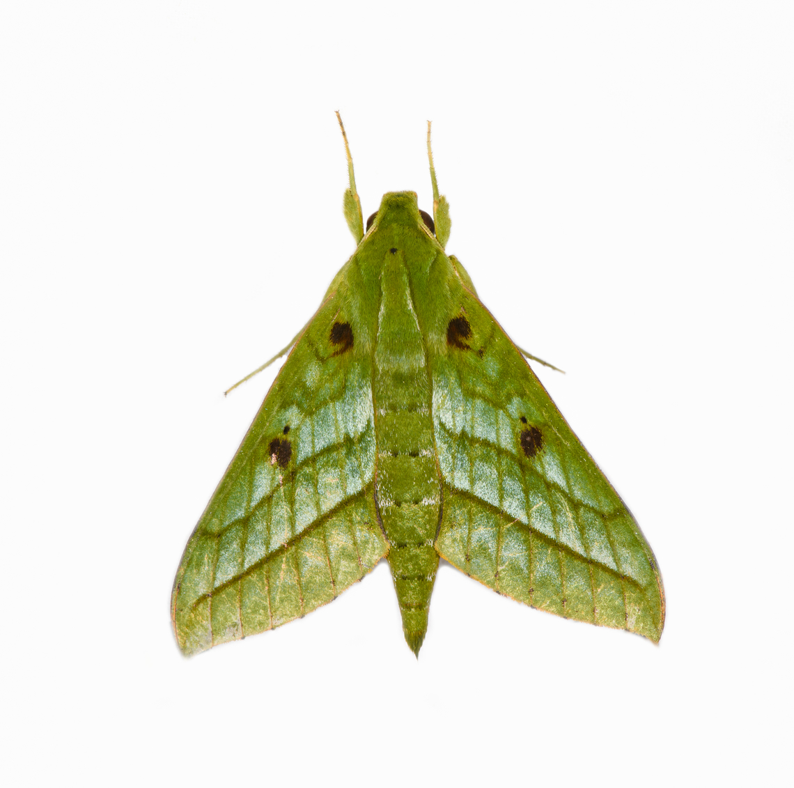 Xylophanes mirabilis, Los Cedros Reserve, Ecuador  Ecuador,Ecuador 2021,Fall,Geotagged,Los Cedros Reserve,South America,World,Xylophanes mirabilis
