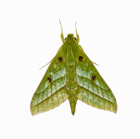 Xylophanes mirabilis, Los Cedros Reserve, Ecuador Ecuador,Ecuador 2021,Fall,Geotagged,Los Cedros Reserve,South America,World,Xylophanes mirabilis