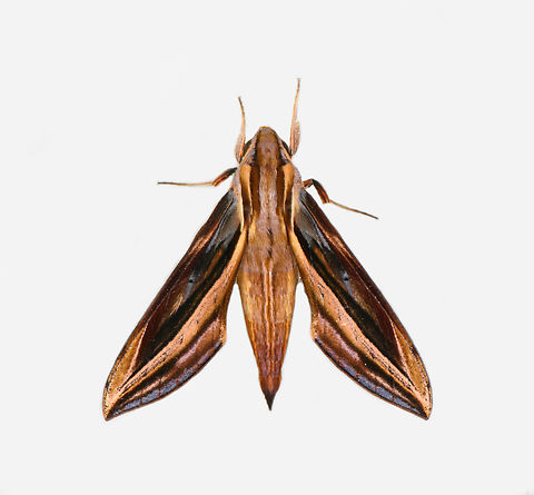 Xylophanes pyrrhus, Los Cedros Reserve, Ecuador  Ecuador,Ecuador 2021,Fall,Geotagged,Los Cedros Reserve,South America,World,Xylophanes pyrrhus