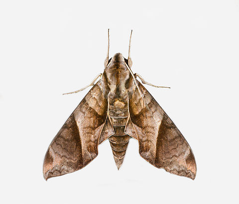 Eumorpha sp., Los Cedros Reserve, Ecuador https://leps.fieldguide.ai/figure/61f899c03c12ef5148e9810a/detail?profile=figures&category=55e720b7fd89782d0e2ea071

Closest match I can find so far is Eumorpha anchemolus, unsure if a full match. Ecuador,Ecuador 2021,Fall,Geotagged,Los Cedros Reserve,South America,World