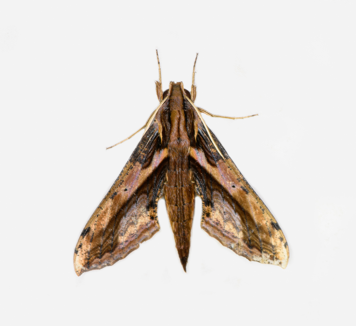 Xylophanes ceratomioides, Los Cedros Reserve, Ecuador  Ecuador,Ecuador 2021,Fall,Geotagged,Los Cedros Reserve,South America,World,Xylophanes ceratomioides