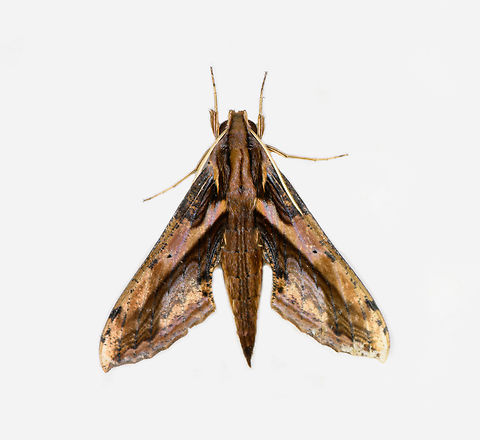 Xylophanes ceratomioides, Los Cedros Reserve, Ecuador  Ecuador,Ecuador 2021,Fall,Geotagged,Los Cedros Reserve,South America,World,Xylophanes ceratomioides