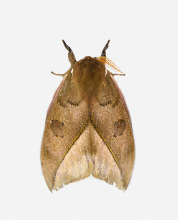 Automeris sp., Los Cedros Reserve, Ecuador Probably not possibly to ID with the wings closed. Ecuador,Ecuador 2021,Fall,Geotagged,Los Cedros Reserve,South America,World