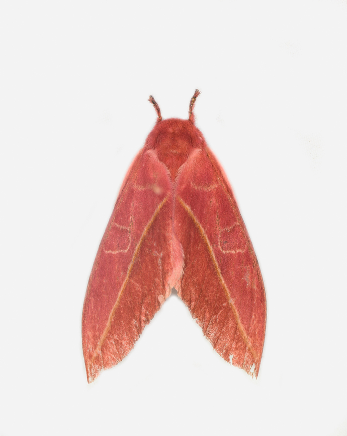 Leucanella flammans, Los Cedros Reserve, Ecuador  Ecuador,Ecuador 2021,Fall,Geotagged,Leucanella flammans,Los Cedros Reserve,South America,World