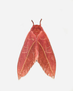 Leucanella flammans, Los Cedros Reserve, Ecuador  Ecuador,Ecuador 2021,Fall,Geotagged,Leucanella flammans,Los Cedros Reserve,South America,World