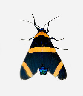 Viviennea flavicincta, Los Cedros Reserve, Ecuador  Ecuador,Ecuador 2021,Fall,Geotagged,Los Cedros Reserve,South America,Viviennea flavicincta,World