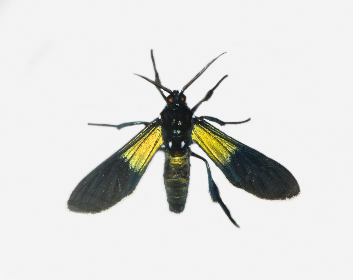 Macrocneme chrysitis, Los Cedros Reserve, Ecuador  Ecuador,Ecuador 2021,Fall,Geotagged,Los Cedros Reserve,Macrocneme chrysitis,South America,World