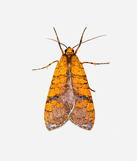 Graphea marmorea, Los Cedros Reserve, Ecuador  Ecuador,Ecuador 2021,Fall,Geotagged,Graphea marmorea,Los Cedros Reserve,South America,World