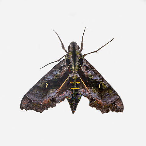 Hemeroplanes diffusa, Los Cedros Reserve, Ecuador  Ecuador,Ecuador 2021,Fall,Geotagged,Hemeroplanes diffusa,Los Cedros Reserve,South America,World