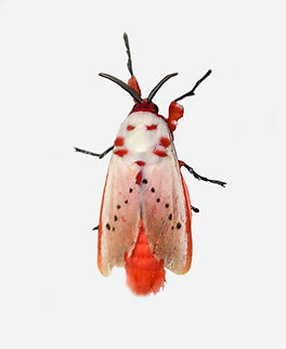 Trosia nigropunctigera, Los Cedros Reserve, Ecuador  Ecuador,Ecuador 2021,Fall,Geotagged,Los Cedros Reserve,South America,Trosia nigropunctigera,World