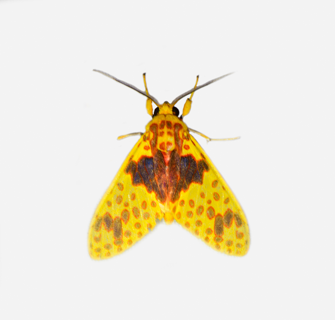 Amaxia pulchra, Los Cedros Reserve, Ecuador  Amaxia pulchra,Ecuador,Ecuador 2021,Fall,Geotagged,Los Cedros Reserve,South America,World