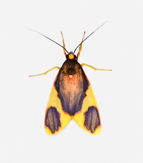 Trichromia pectinata