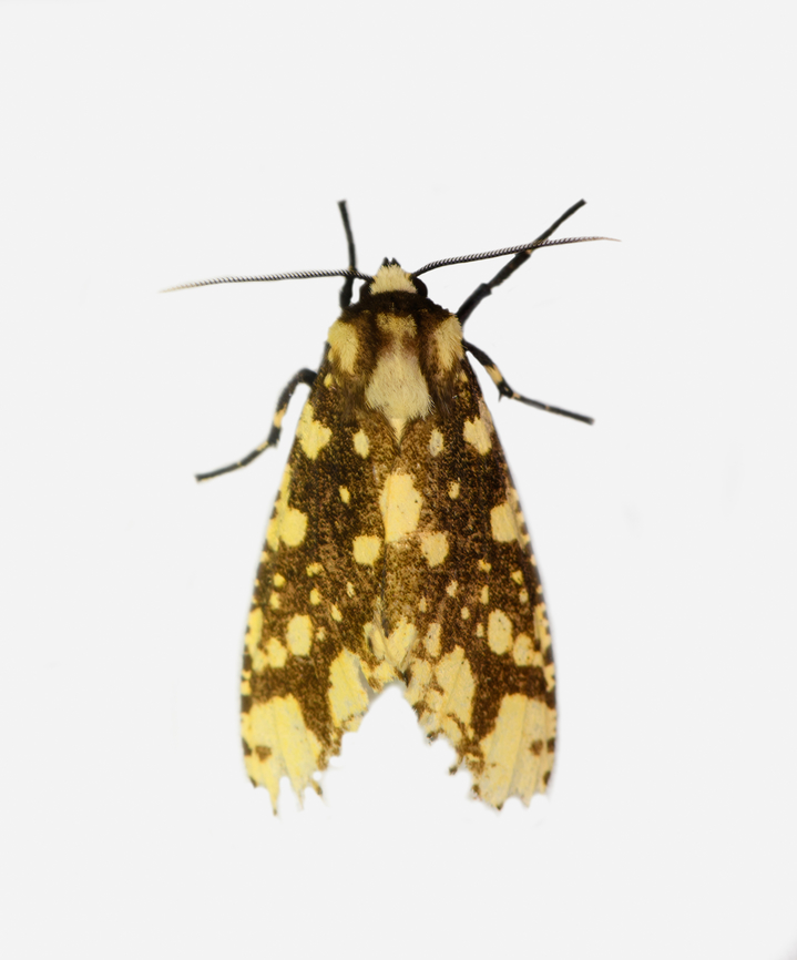 Lampruna punctata, Los Cedros Reserve, Ecuador A damaged Lampruna punctata, I think:<br />
<a href="https://leps.fieldguide.ai/figure/607b9921fe9c0e7e7be84988/detail?profile=figures&amp;category=5af03e4d929d3d4010ca4125" rel="nofollow">https://leps.fieldguide.ai/figure/607b9921fe9c0e7e7be84988/detail?profile=figures&amp;category=5af03e4d929d3d4010ca4125</a> Ecuador,Ecuador 2021,Fall,Geotagged,Lampruna punctata,Los Cedros Reserve,South America,World