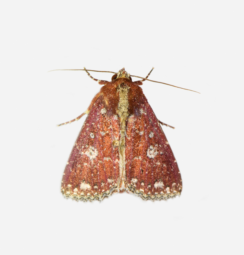 Condica griseirena, Los Cedros Reserve, Ecuador  Condica griseirena,Ecuador,Ecuador 2021,Fall,Geotagged,Los Cedros Reserve,South America,World