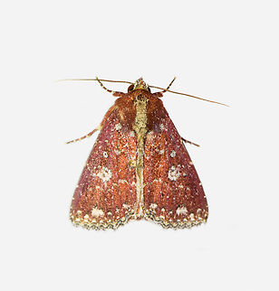 Condica griseirena, Los Cedros Reserve, Ecuador  Condica griseirena,Ecuador,Ecuador 2021,Fall,Geotagged,Los Cedros Reserve,South America,World