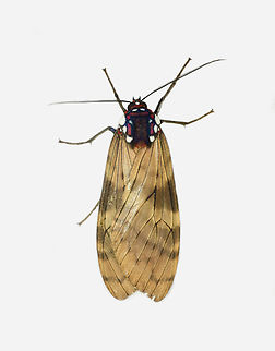 Praeamastus albipuncta, Los Cedros Reserve, Ecuador  Ecuador,Ecuador 2021,Fall,Geotagged,Los Cedros Reserve,Praeamastus albipuncta,Praemastus albipuncta,South America,World