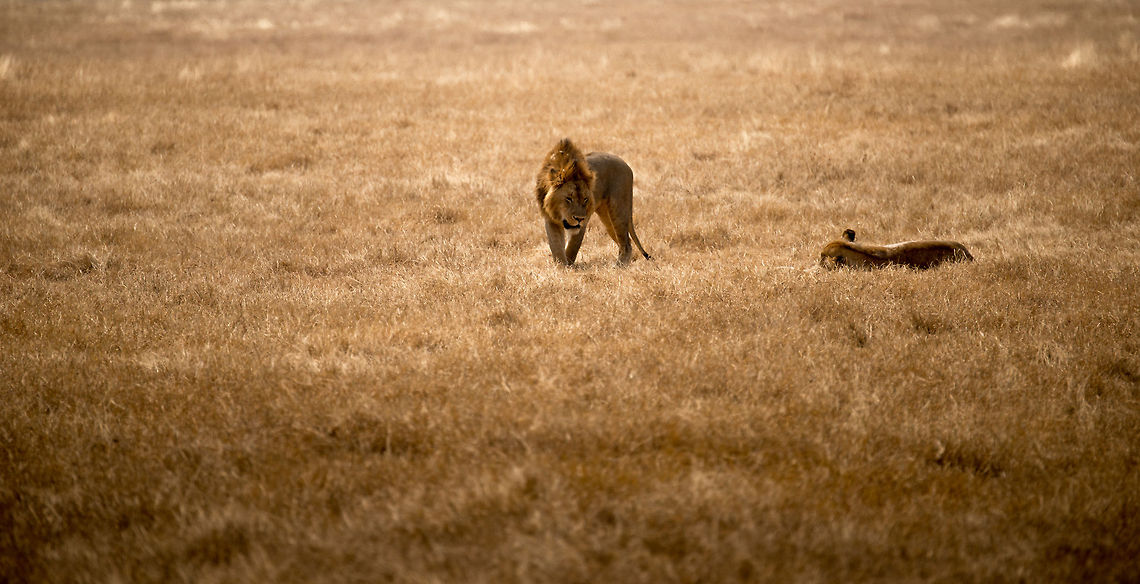 Lion couple on Ngorongoro crater floor Here we see the male getting up, only to lay down again a few seconds later. Likely it is in mating mode with the lioness, which lasts several days and is exhausting. Africa,Geotagged,Lion,Ngorongoro,Ngorongoro Crater,Panthera leo,Serengeti area,Tanzania