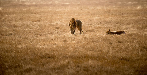 Lion couple on Ngorongoro crater floor Here we see the male getting up, only to lay down again a few seconds later. Likely it is in mating mode with the lioness, which lasts several days and is exhausting. Africa,Geotagged,Lion,Ngorongoro,Ngorongoro Crater,Panthera leo,Serengeti area,Tanzania